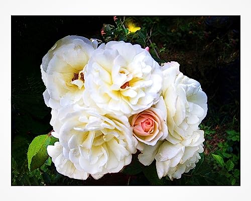 Antique Climbing Rose Starter Size Z57411