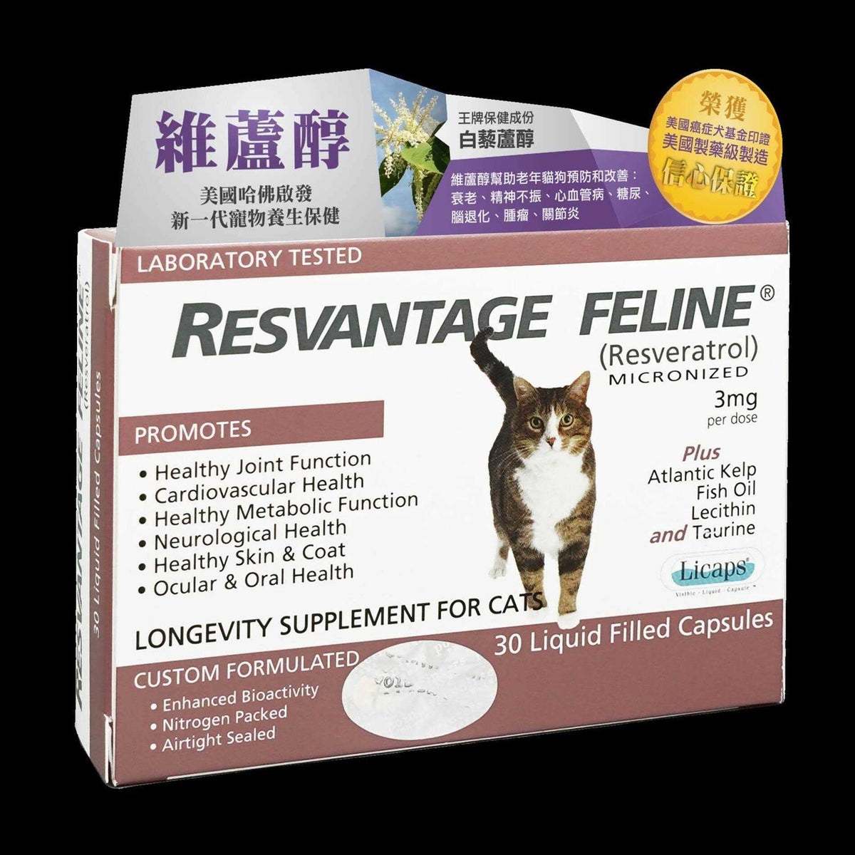 Feline J3764