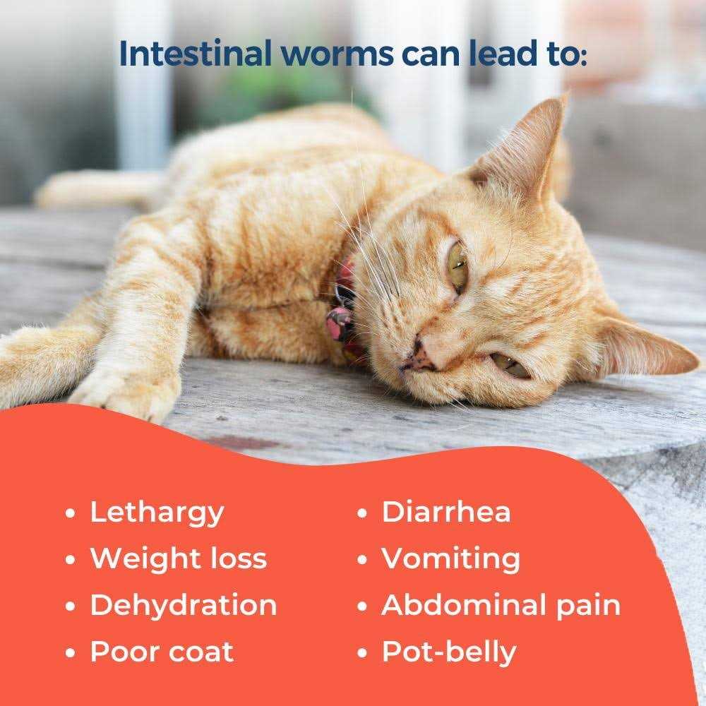 Broad Spectrum Dewormer for Cats and Kittens F925