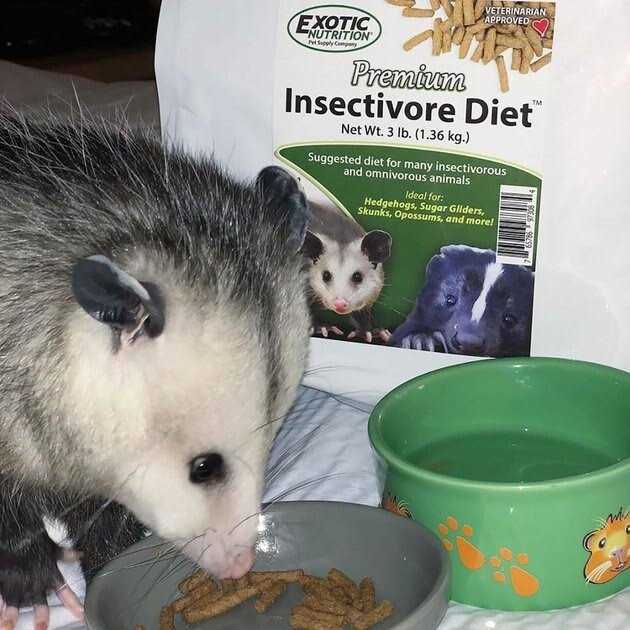 Premium Insectivore Diet H640026