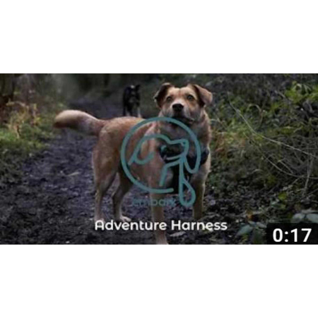 Dog Harness Leash P49303