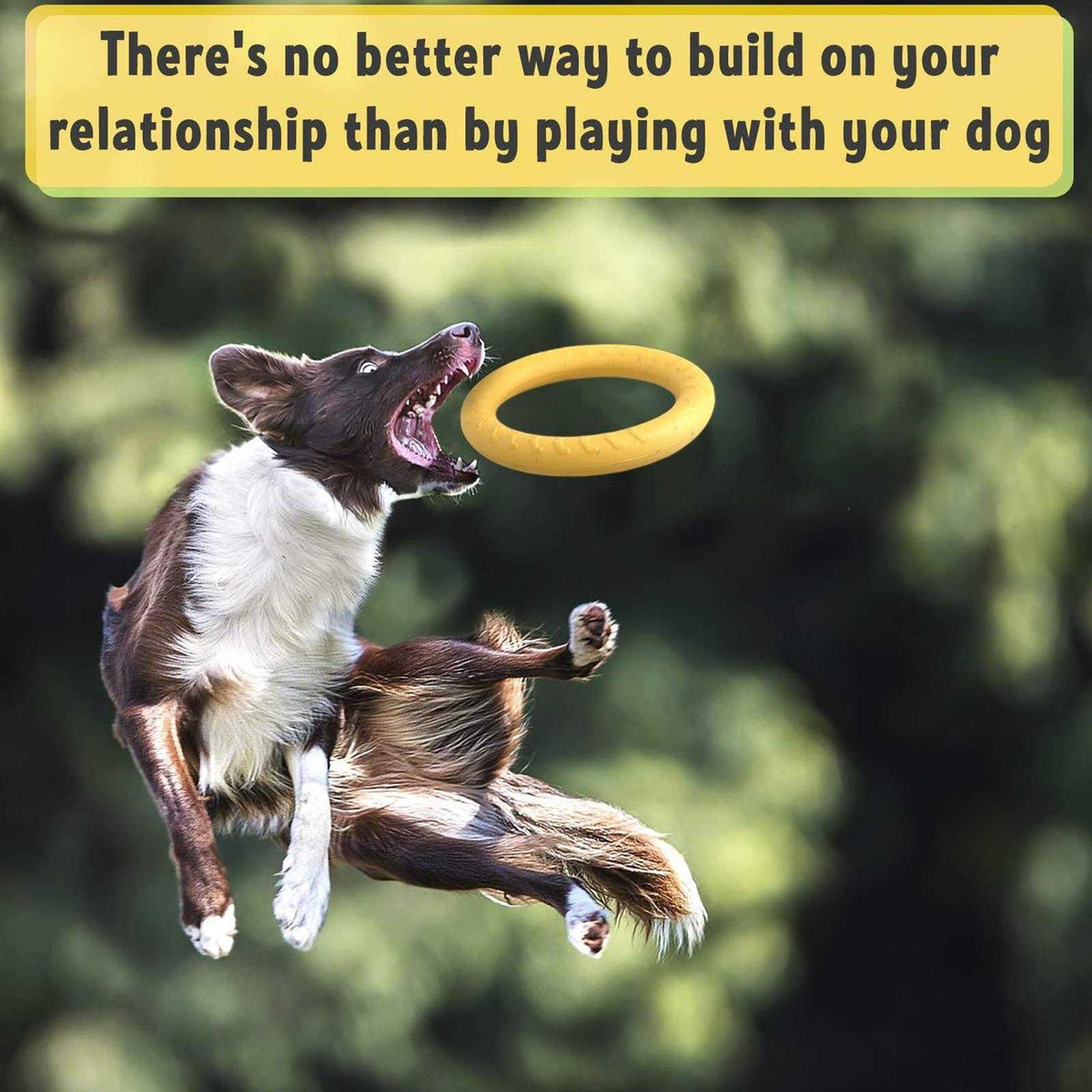 Dog Training Ring and Flying Disc Interactive Toy J352545