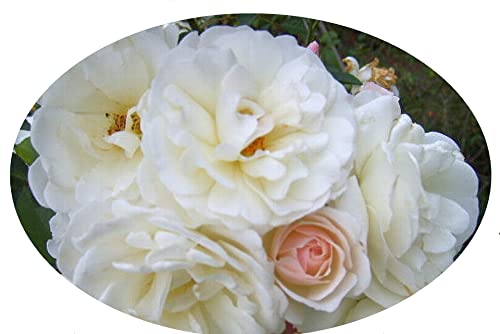 Antique Climbing Rose Starter Size Z57411