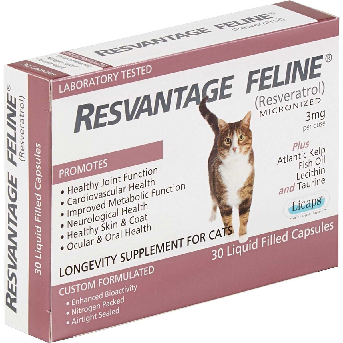 Feline J3764