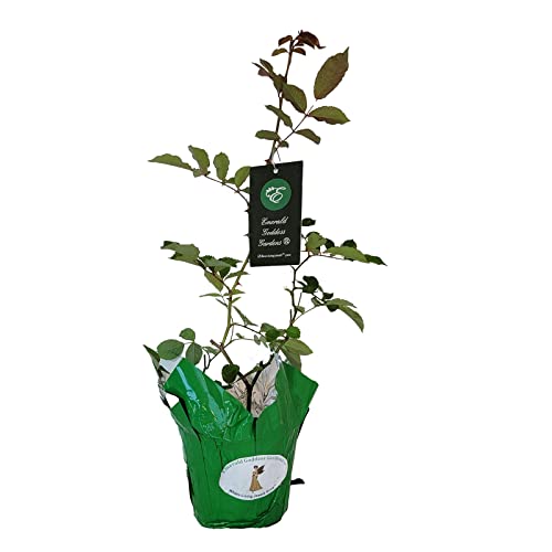 Antique Climbing Rose Starter Size Z57411