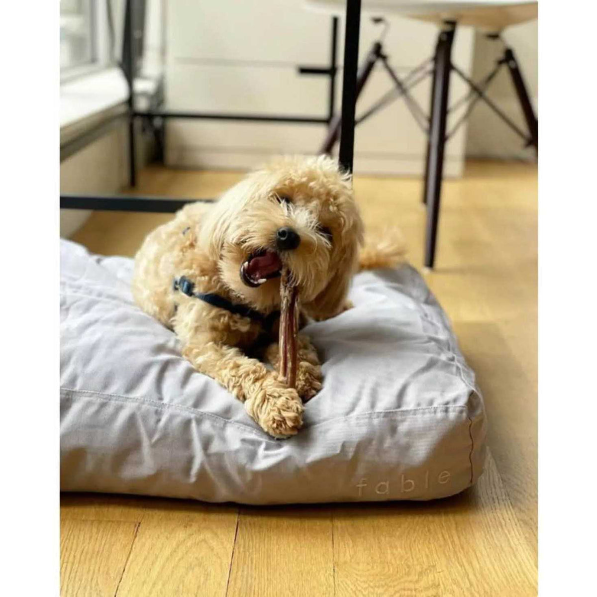 Dog Bed B875924