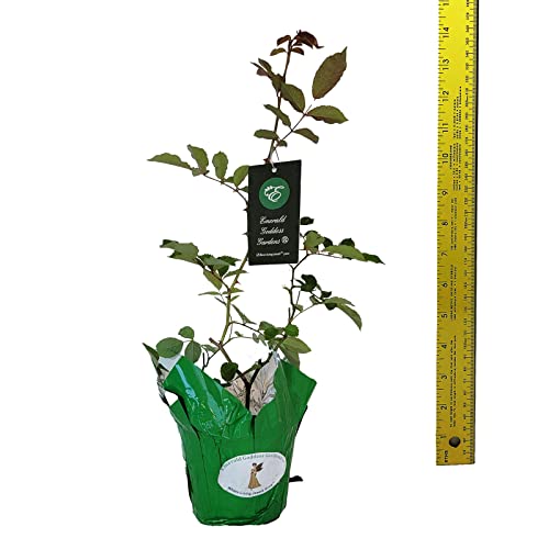 Antique Climbing Rose Starter Size Z57411