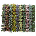 Pastel Succulent (Collection of 100) C457991