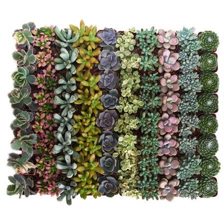 Pastel Succulent (Collection of 100) C457991