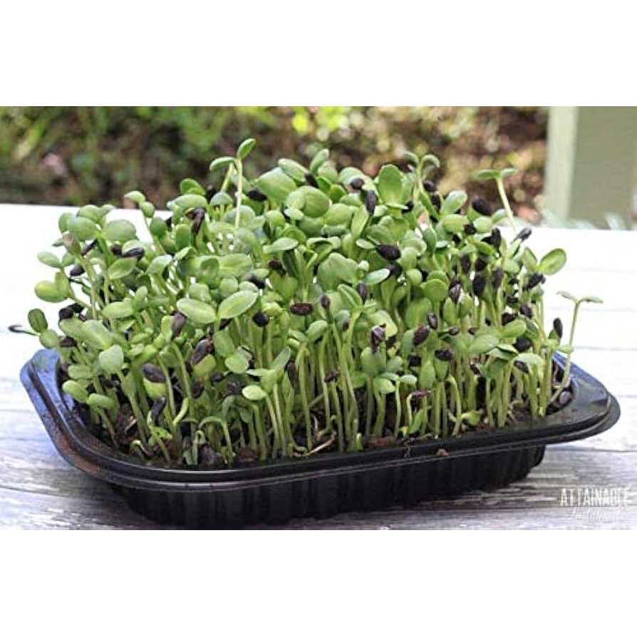 Certified Organic Black Oil Sunflower Seeds V981714