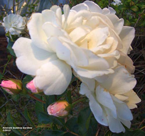 Antique Climbing Rose Starter Size Z57411