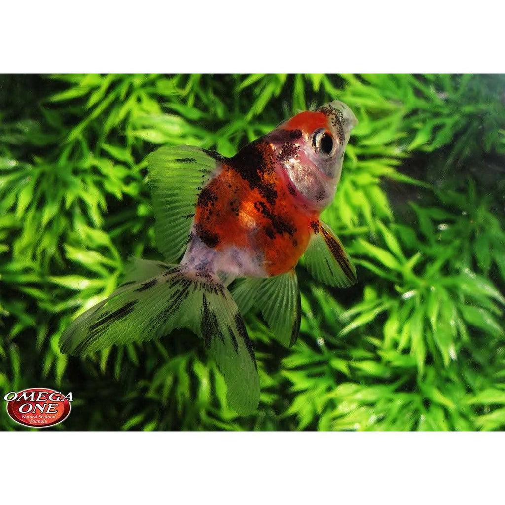 Sinking Small Goldfish Pellets P515657