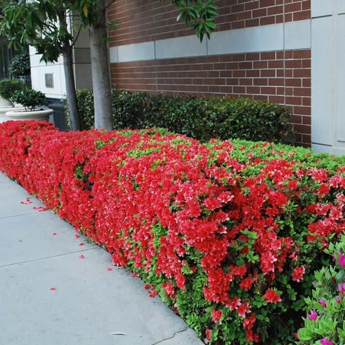 3 Gal. Azalea Shrub Q2125