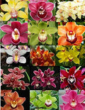 4 Live Orchid Plants R19685