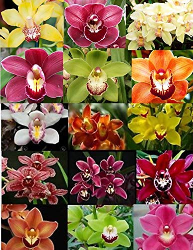 4 Live Orchid Plants R19685