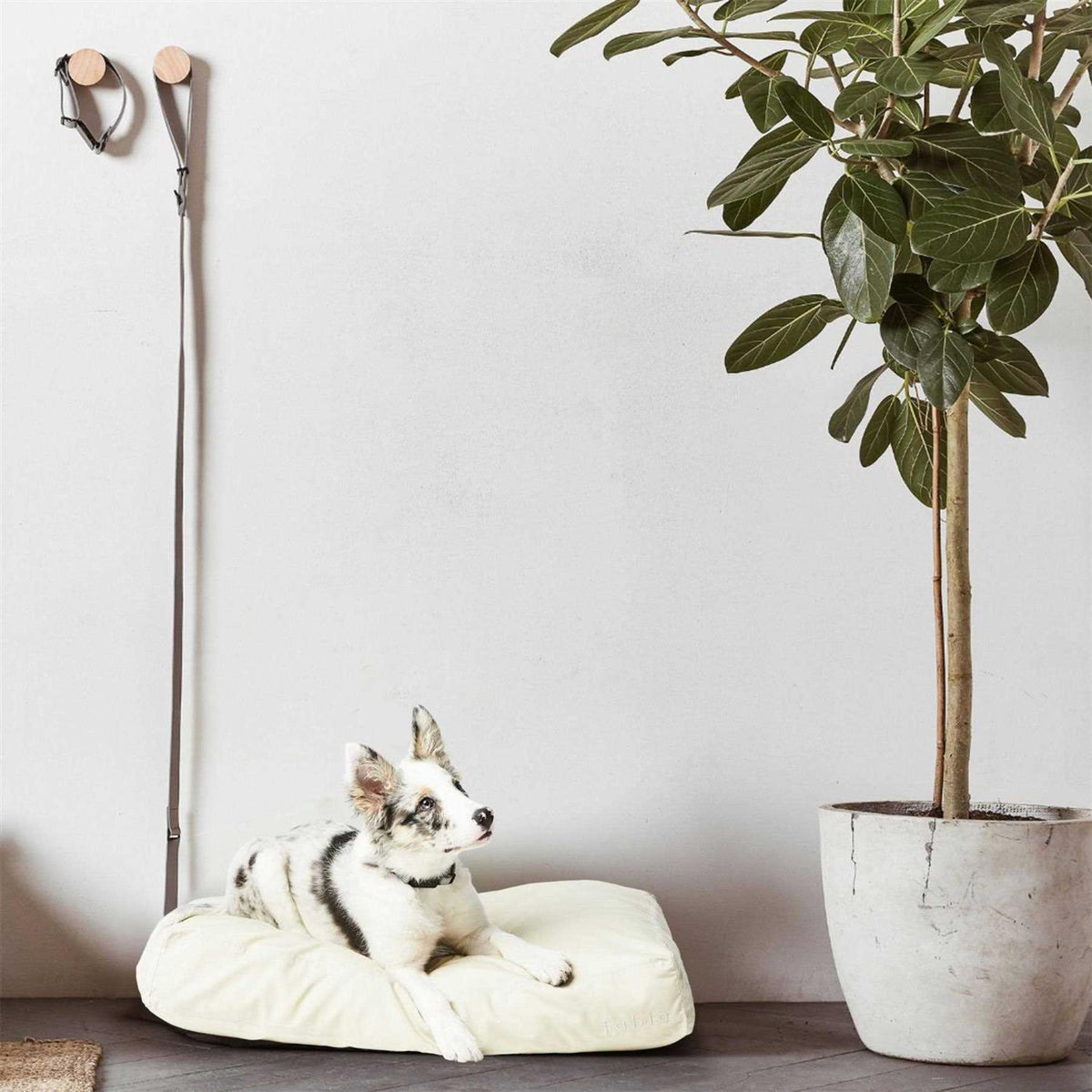 Dog Bed B875924