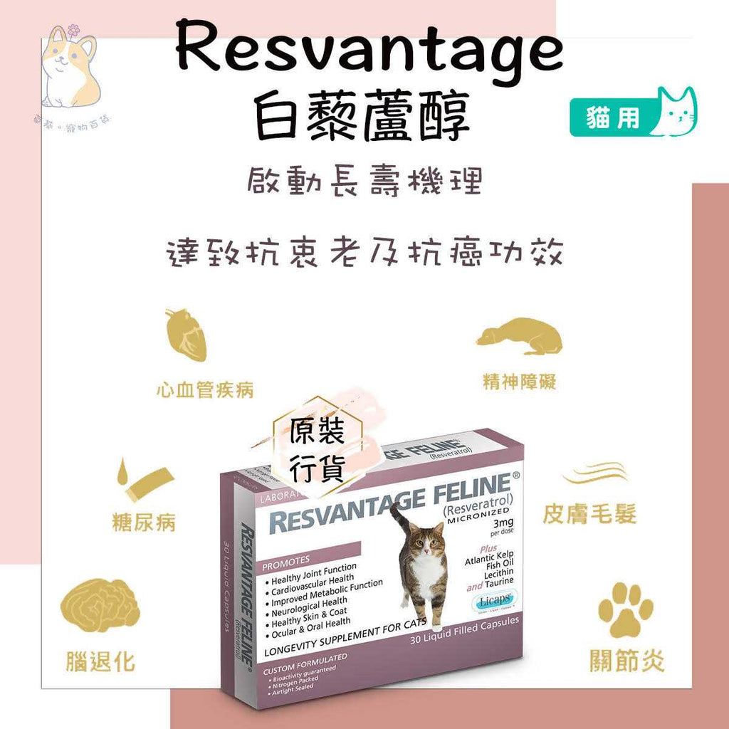 Feline J3764