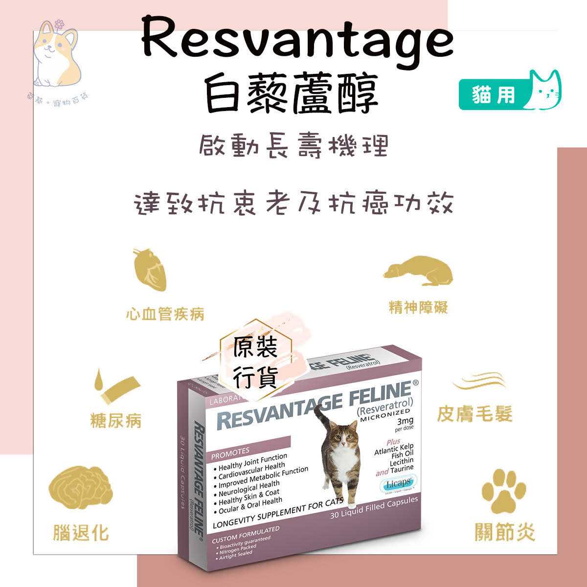 Feline J3764