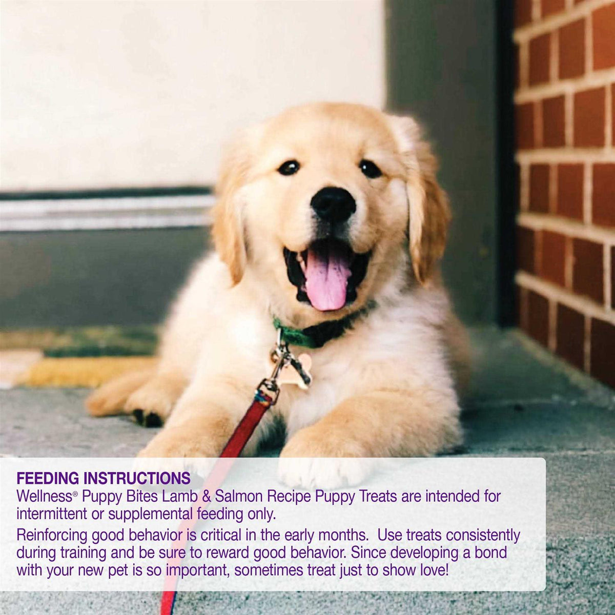 Dog Treats T5196