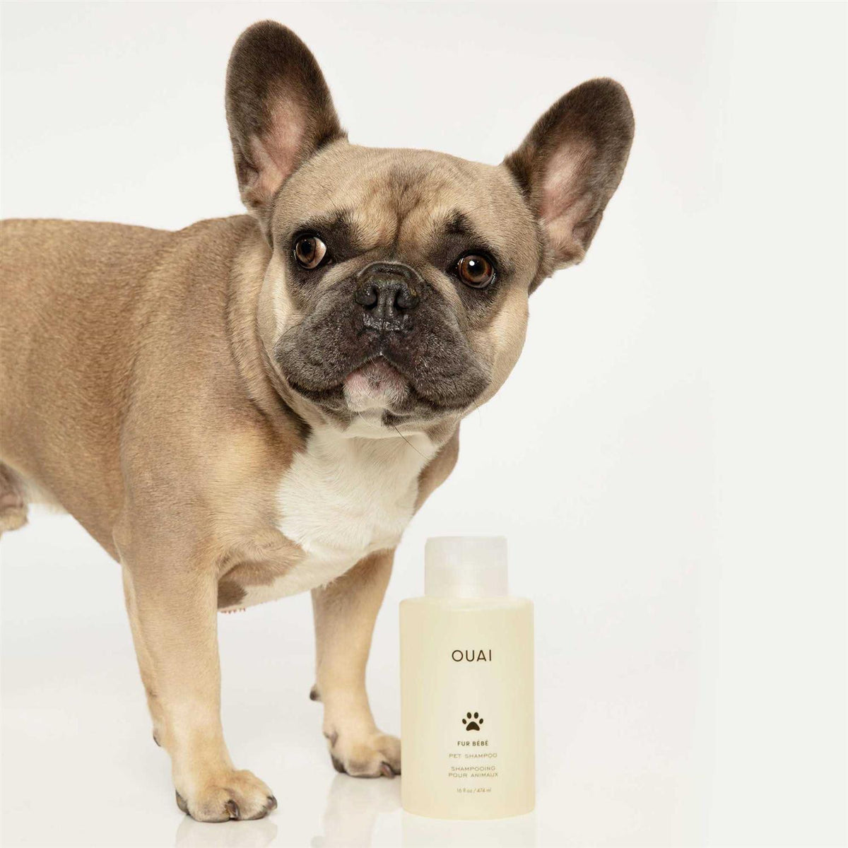 Pet Shampoo V239077