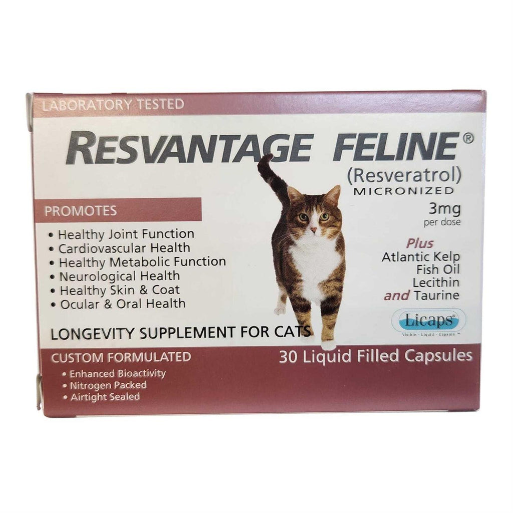 Feline J3764