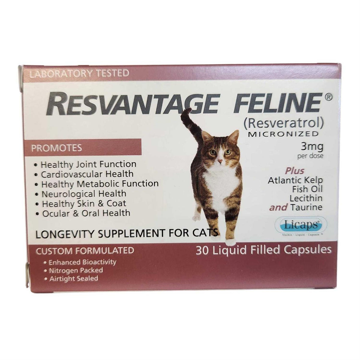 Feline J3764