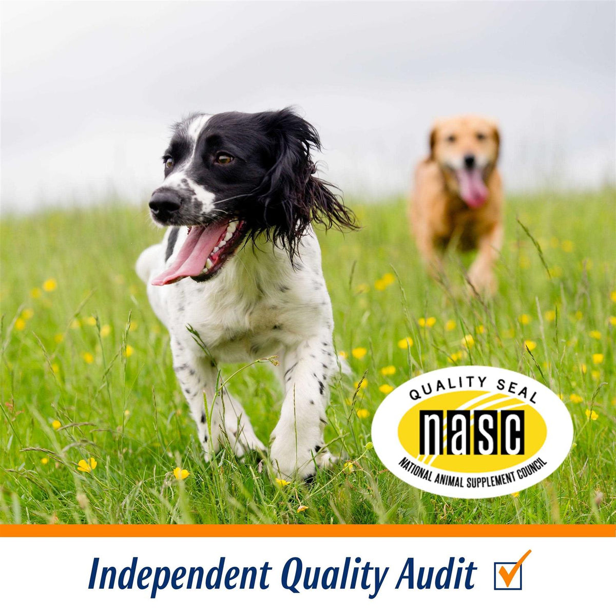 Glucosamine Chews for Dogs A289578