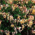 16 Oz Jasmine Honeysuckle Fragrance Oil X96159
