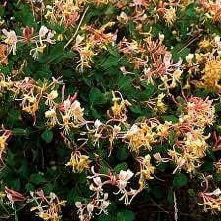 16 Oz Jasmine Honeysuckle Fragrance Oil X96159