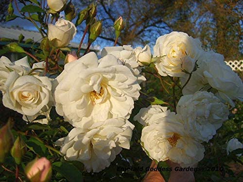 Antique Climbing Rose Starter Size Z57411